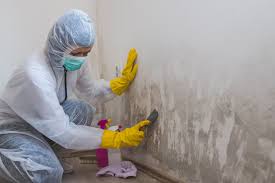  Hutchison, VA Mold Removal Pros